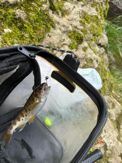 ヤマメの釣果