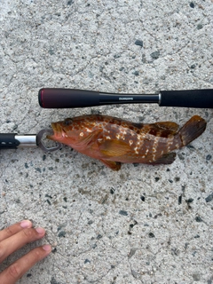 アコウの釣果