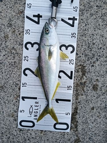イナダの釣果