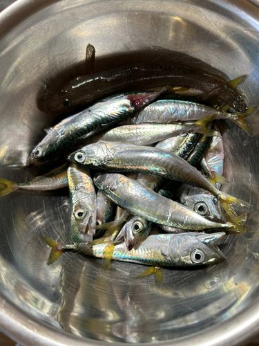 サバの釣果