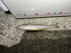 キスの釣果