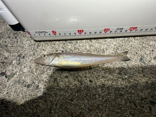 キスの釣果