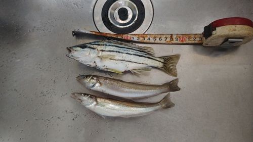 シロギスの釣果