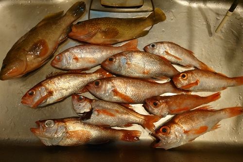 アカムツの釣果