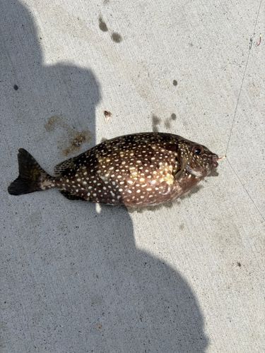 アイゴの釣果