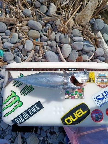 マルソウダの釣果
