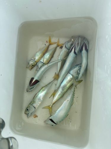 サバの釣果