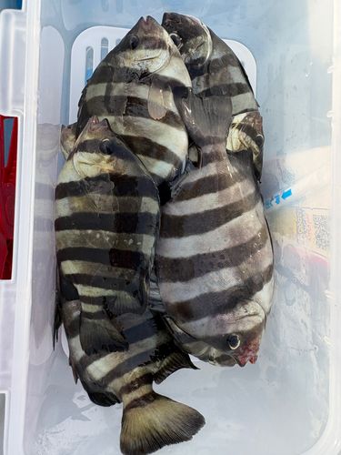 シマダイの釣果