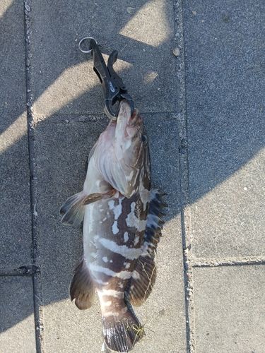 クエの釣果