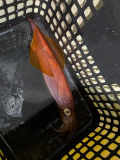 ケンサキイカの釣果