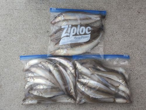 シロギスの釣果