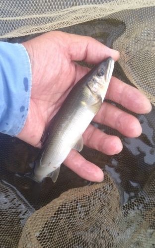 アユの釣果