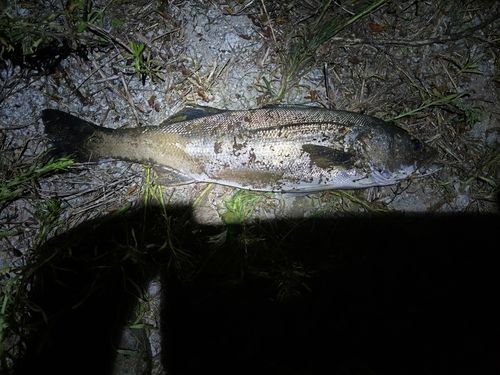 スズキの釣果