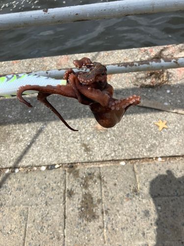 タコの釣果