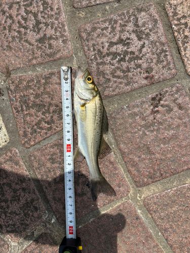 セイゴ（マルスズキ）の釣果