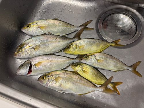 ショゴの釣果