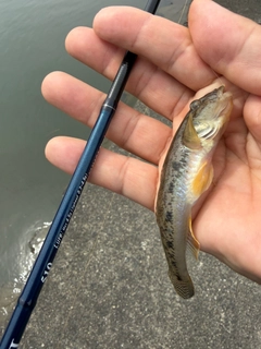 マハゼの釣果