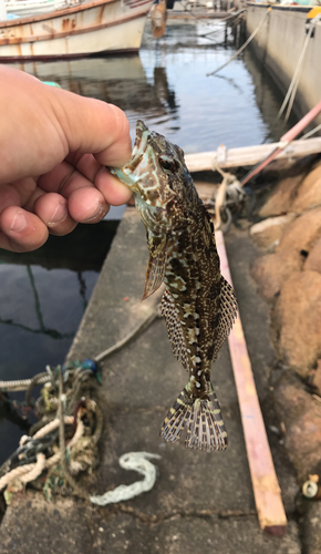 アナハゼの釣果