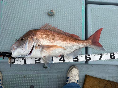 タイの釣果