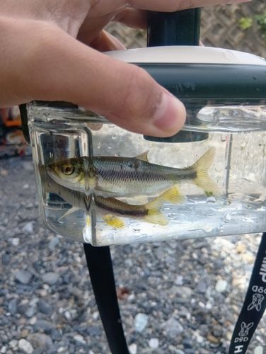 カワムツの釣果