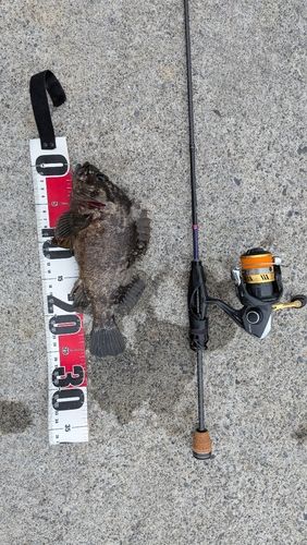 ムラソイの釣果