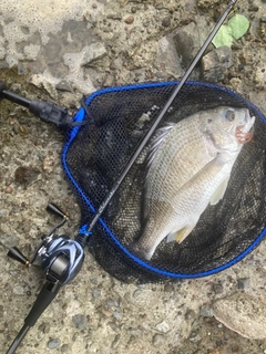 キビレの釣果
