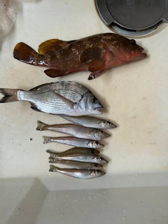 キジハタの釣果