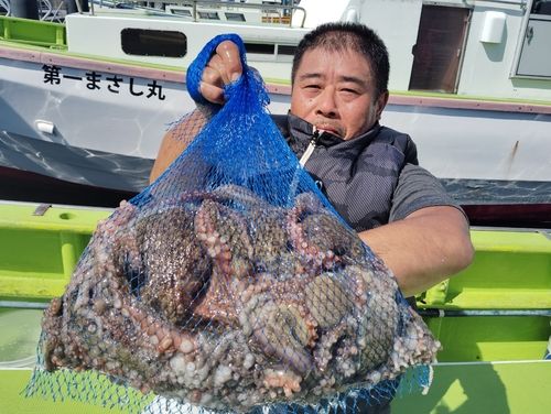 マダコの釣果