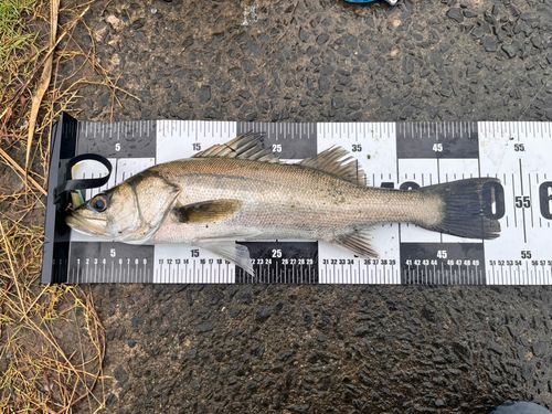 フッコ（マルスズキ）の釣果