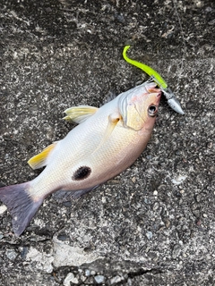 クロホシフエダイの釣果