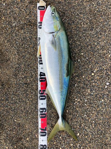 ワラサの釣果