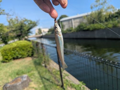シロギスの釣果