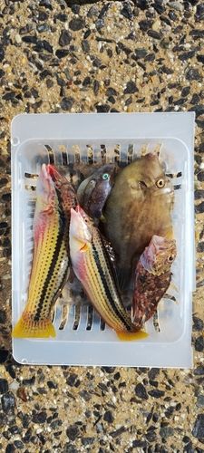 カワハギの釣果