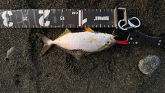 ショゴの釣果