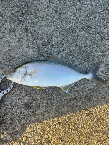 ショゴの釣果
