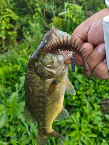 ラージマウスバスの釣果