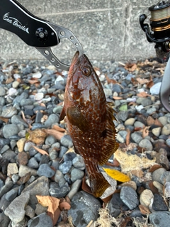 キジハタの釣果