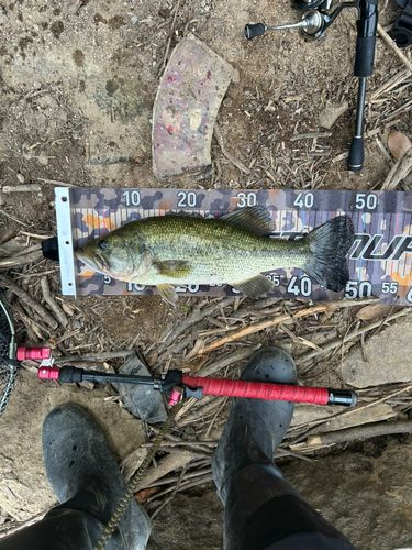 ラージマウスバスの釣果
