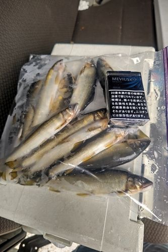 アユの釣果