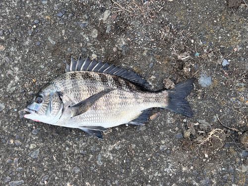 クロダイの釣果