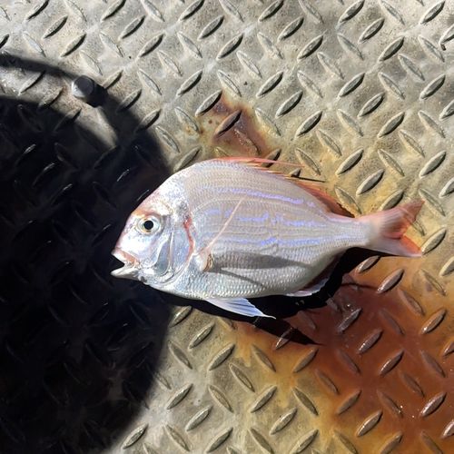 チダイの釣果