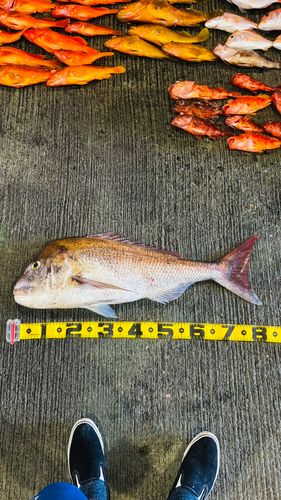 タイの釣果