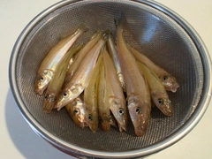 キスの釣果
