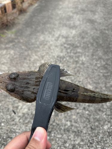 コチの釣果