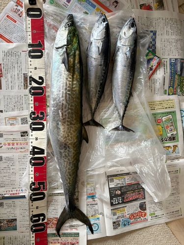 サワラの釣果
