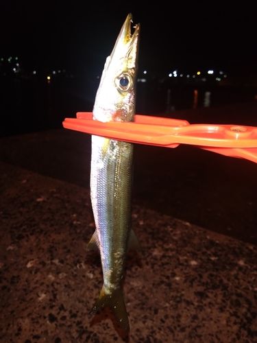 カマスの釣果