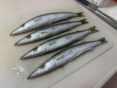 カマスの釣果