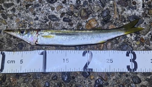 カマスの釣果