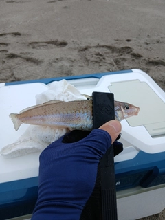 シロギスの釣果