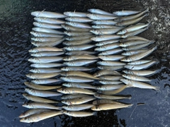 キスの釣果